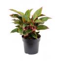 Aglaonema Jungle Red M 40 cm kamerplant