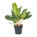 Aglaonema Key Lime L 75 cm kamerplant