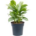 Aglaonema Silver Bay L 75 cm kamerplant