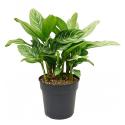 Aglaonema Stripes L 75 cm kamerplant