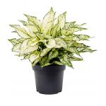 Aglaonema White Kiwi M 45 cm kamerplant