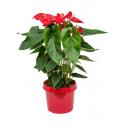 Anthurium Andraeanum Dakota M 85 cm kamerplant