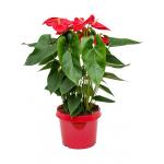Anthurium Andraeanum Dakota M 85 cm kamerplant