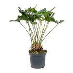 Anthurium Arrow M 85 cm kamerplant