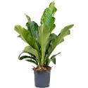 Anthurium Elipticum Jungle Bush L 110 cm kamerplant