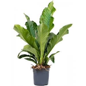 Anthurium Elipticum Jungle Bush L 110 cm kamerplant