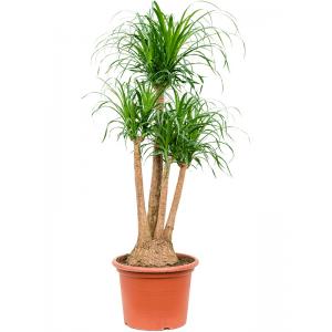 Beaucarnea recurvata M 140 cm kamerplant