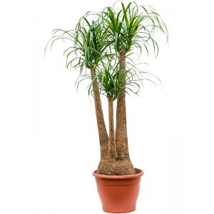 Beaucarnea recurvata S 140 cm kamerplant