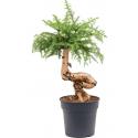 Araucaria Cunninghamii Bonsai L 90 cm kamerplant