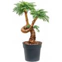 Araucaria Cunninghamii Bonsai XL 95 cm kamerplant