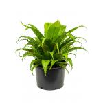 Asplenium Varen Antiquum Osaka L 70 cm kamerplant