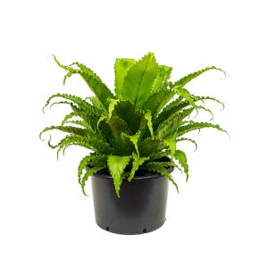 Asplenium Varen Antiquum Osaka L 70 cm kamerplant