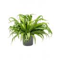 Asplenium Varen Antiquum Osaka M 65 cm kamerplant