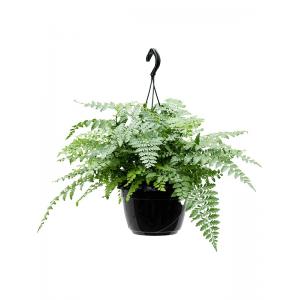 Asplenium Varen Dimorphum Parvati S 35 cm hangplant