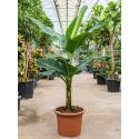 Bananenplant Musa tropicana M 170 cm kamerplant