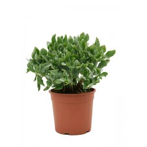 Crassula Argentea S 35 cm kamerplant