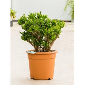 Crassula Ovata Hobbit 70 cm kamerplant