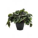 Begonia masoniana Iron Cross 40 cm kamerplant