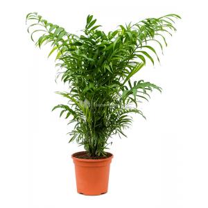Chamaedorea Bergpalm Elegans M 70 cm kamerplant