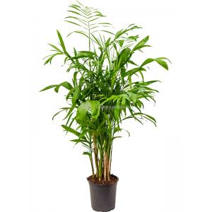 Chamaedorea Bergpalm Seifrizii M 100 cm kamerplant