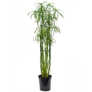 Parapluplant Cyperus Alternifolius Glaber 130 cm kamerplant