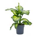 Dieffenbachia Seguine Maroba M 80 cm kamerplant