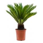 Cycas Vredespalm Revoluta 65 cm kamerplant