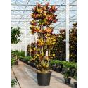 Croton Wonderstruik Codiaeum Variegatum Mrs Iceton L 230 cm kamerplant