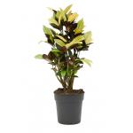 Croton Wonderstruik Codiaeum Variegatum Mrs Iceton S 90 cm kamerplant