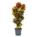 Croton Wonderstruik Codiaeum Variegatum Petra L 180 cm kamerplant