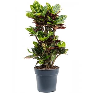 Croton Wonderstruik Codiaeum Variegatum Petra M 100 cm kamerplant