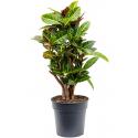 Croton Wonderstruik Codiaeum Variegatum Petra S 80 cm kamerplant