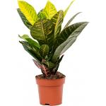 Croton Wonderstruik Codiaeum Variegatum Petra XS 45 cm kamerplant