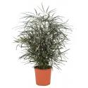 Dizygotheca Elegantissima 55 cm kamerplant