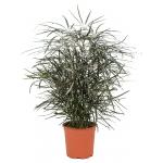 Dizygotheca Elegantissima 55 cm kamerplant