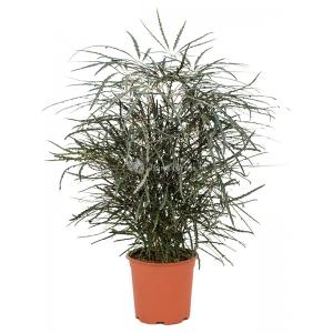 Dizygotheca Elegantissima 55 cm kamerplant