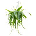 Zaagcactus Epiphyllum Pumilum S 40 cm hangplant