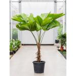 Waaierpalm Licuala Grandis L 170 cm kamerplant