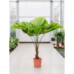 Waaierpalm Licuala Grandis M 160 cm kamerplant