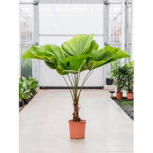 Waaierpalm Licuala Grandis M 160 cm kamerplant