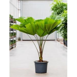 Waaierpalm Licuala Grandis S 140 cm kamerplant