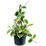 Hoya Carnosa Krimson Queen L 40 cm hangplant