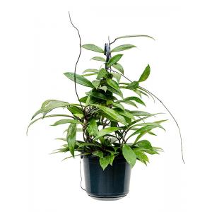 Hoya Carnosa Shirley M 25 cm hangplant