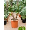 Aloe Arborescens L 100 cm kamerplant