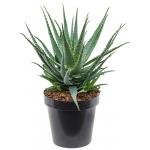 Aloe Arborescens M 55 cm kamerplant
