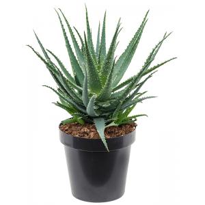 Aloe Arborescens M 55 cm kamerplant