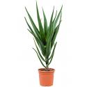 Aloe Bainesii Barberae S 100 cm kamerplant