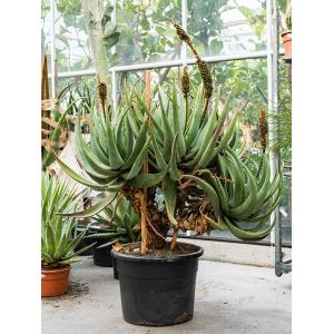 Aloe Castanea 140 cm kamerplant