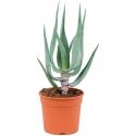 Aloe Comosa 50 cm kamerplant