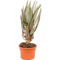 Aloe Dichotoma 40 cm kamerplant